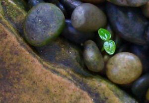 Solitary plant on a rock