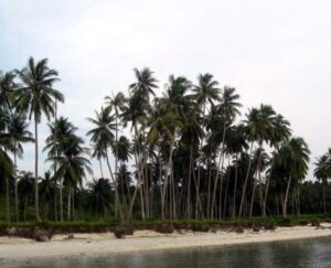 Palm Trees Along The River